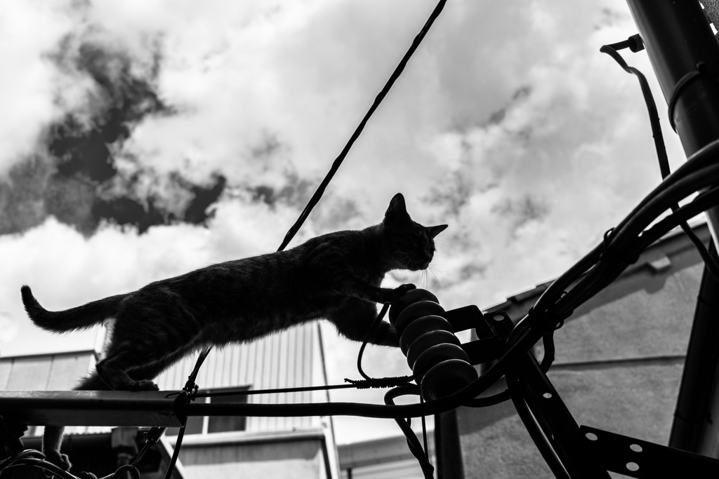 Blitzkrieg　ねこ
