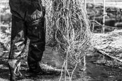あおさ養殖するおっちゃんのゴム長と網