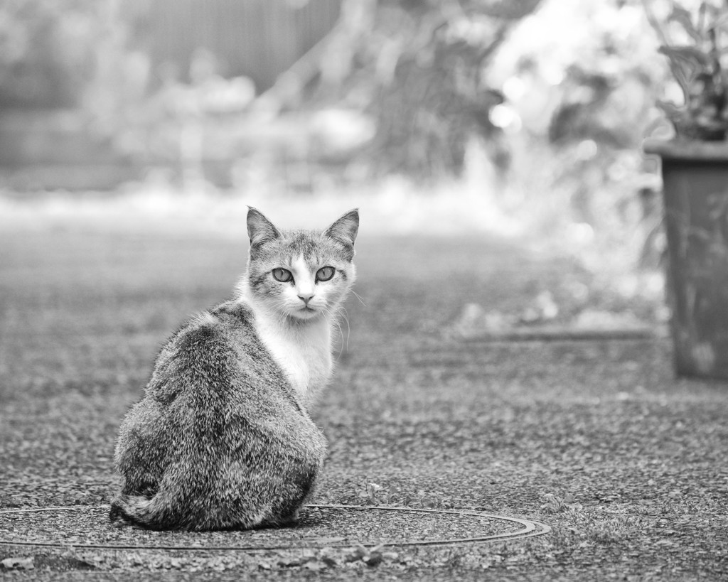 見返りＣａｔ！