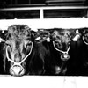 COW！COW！COW！