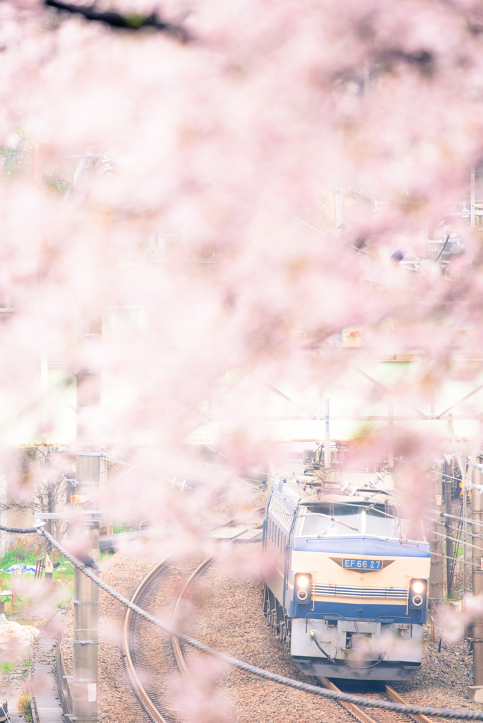桜とEF66-27