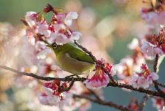 桜の中で