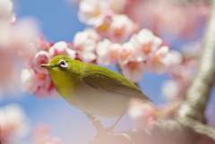 春色