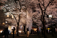 夜桜にとどけ