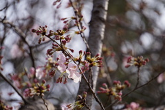 桜