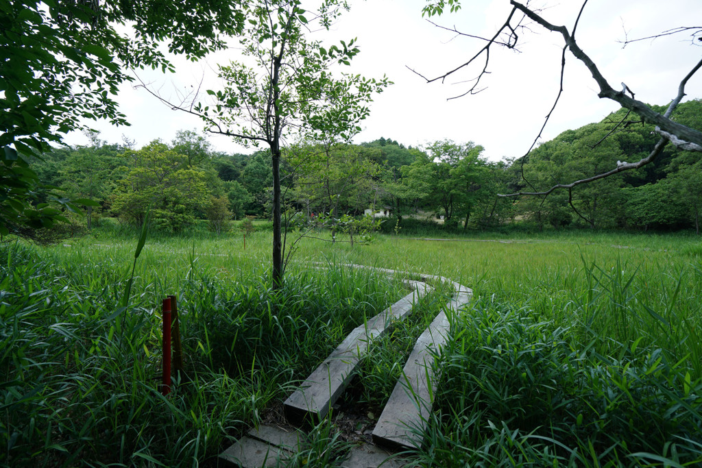 森林公園 湿地