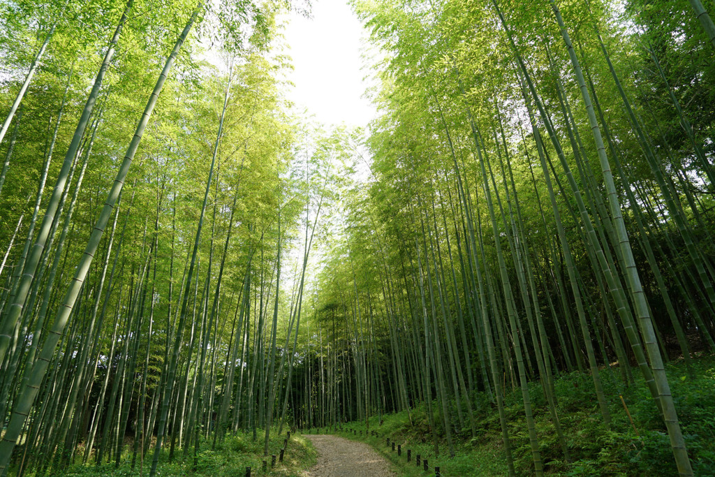 森林公園 竹林