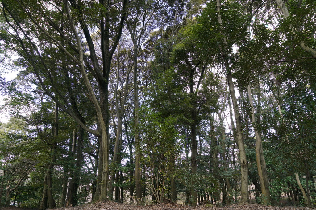 DSC00907