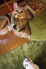 猫・・・跳ぶ
