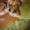 猫・・・跳ぶ