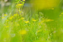 Yellow green