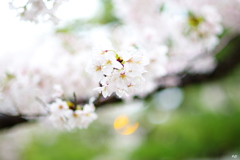 桜 2