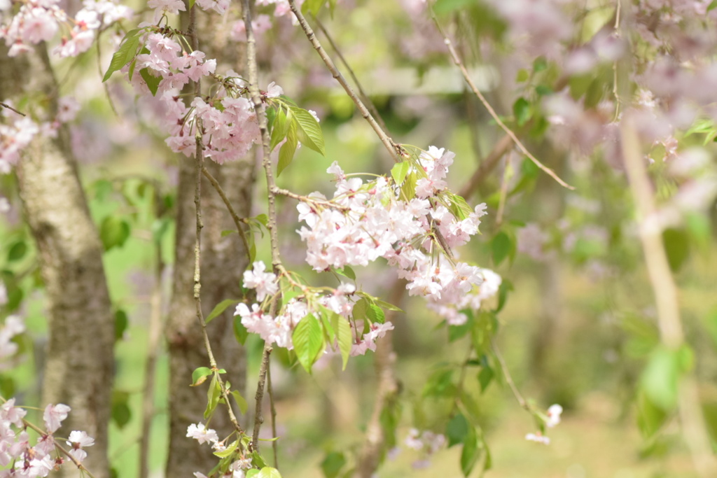 しだれ桜