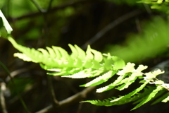 シダ植物、好きだー