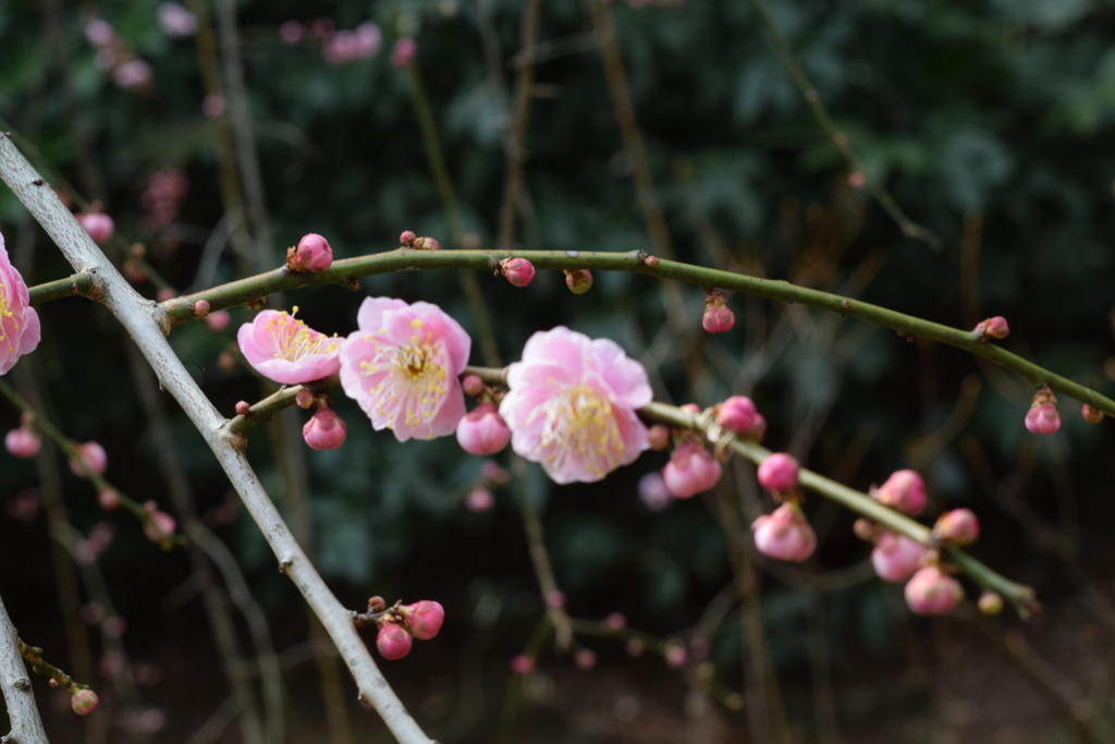 三渓園の梅