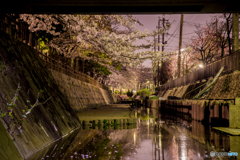 桜ひらり・夜桜