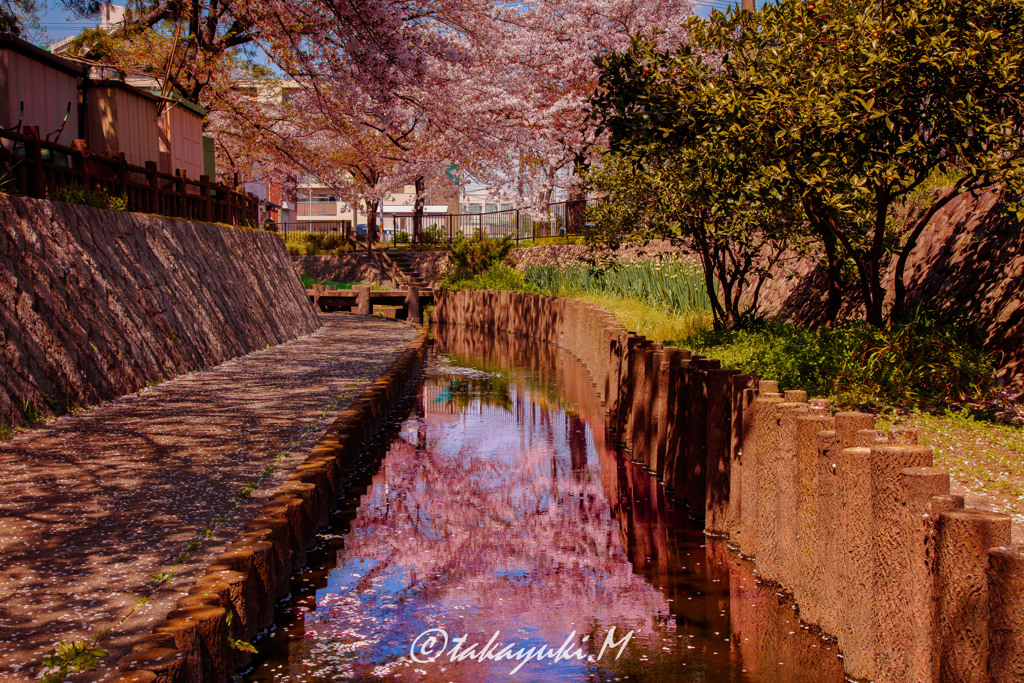 桜川