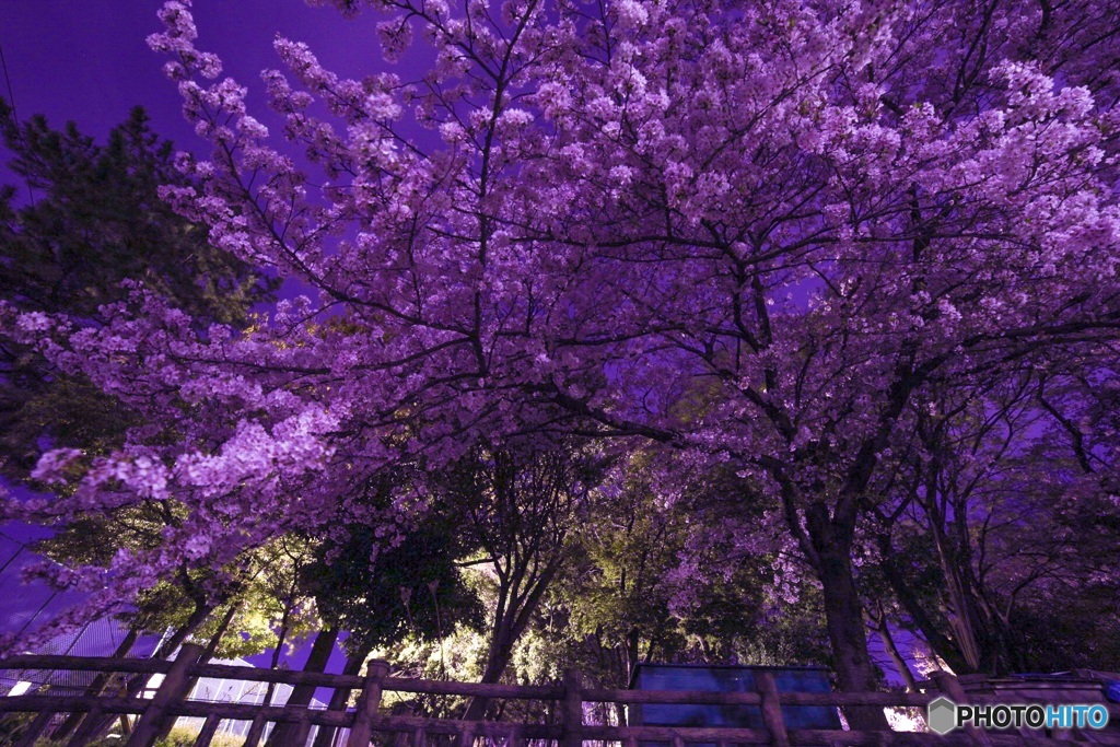 夜桜