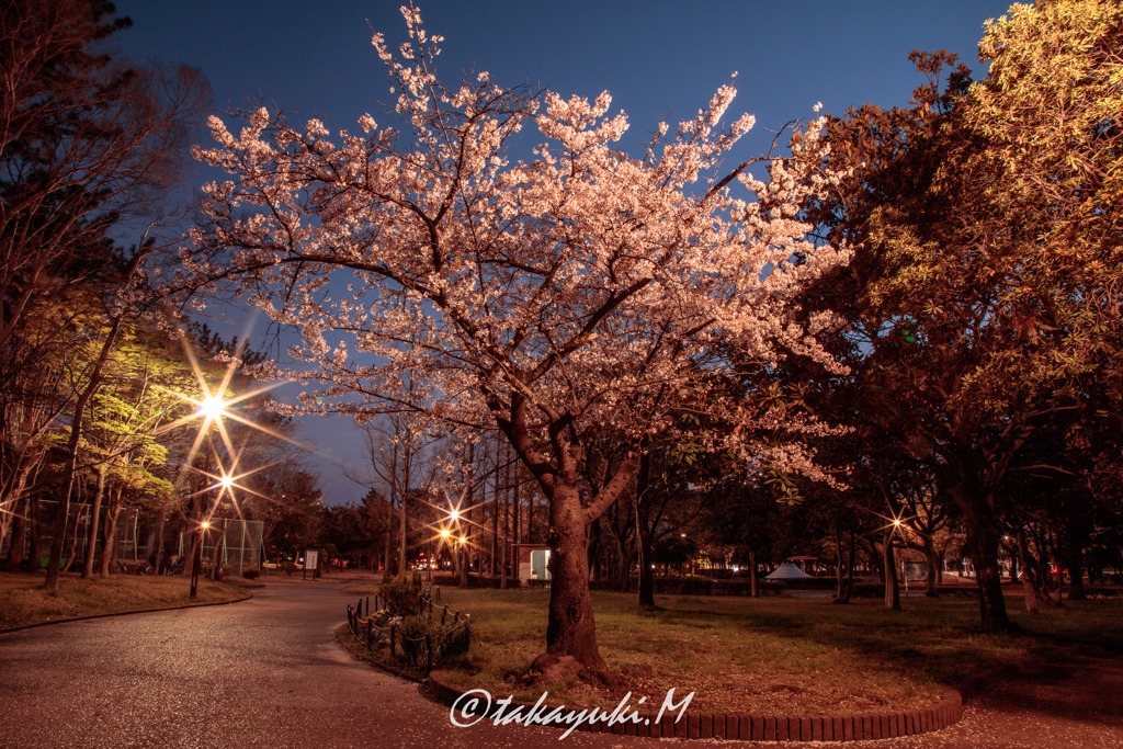 夜桜
