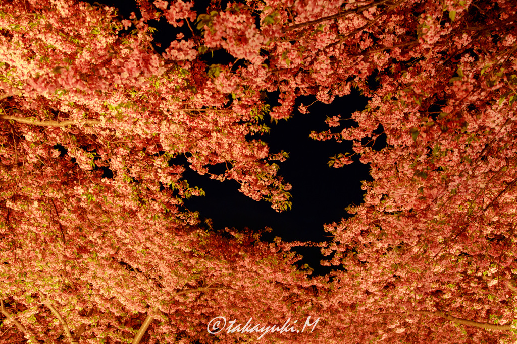 河津桜♡バージョン