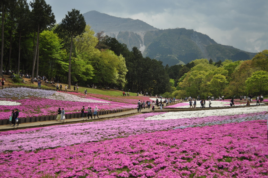 201704_羊山公園芝桜0038