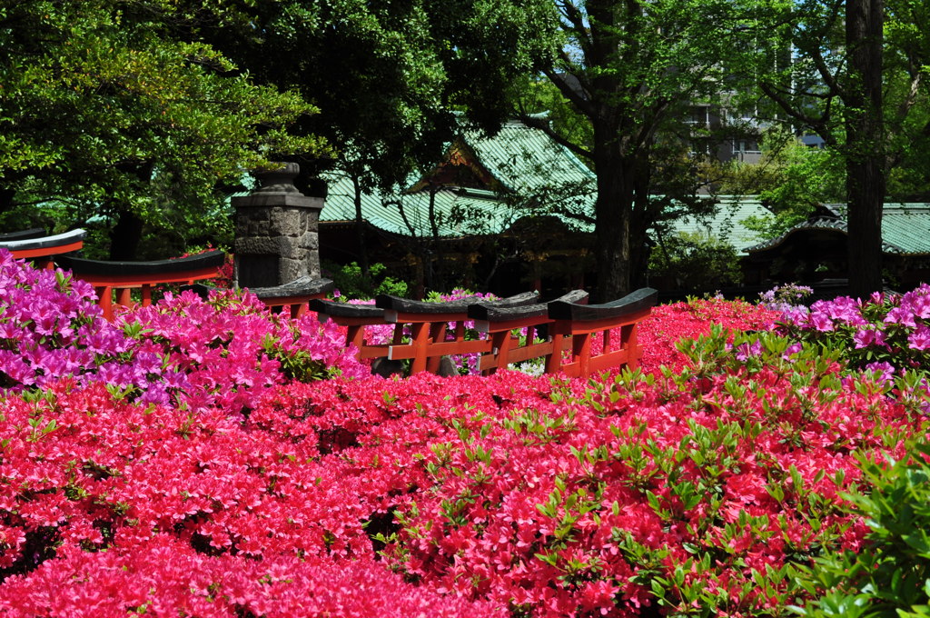 20190428_根津神社_007
