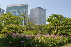 201705_浜離宮0114