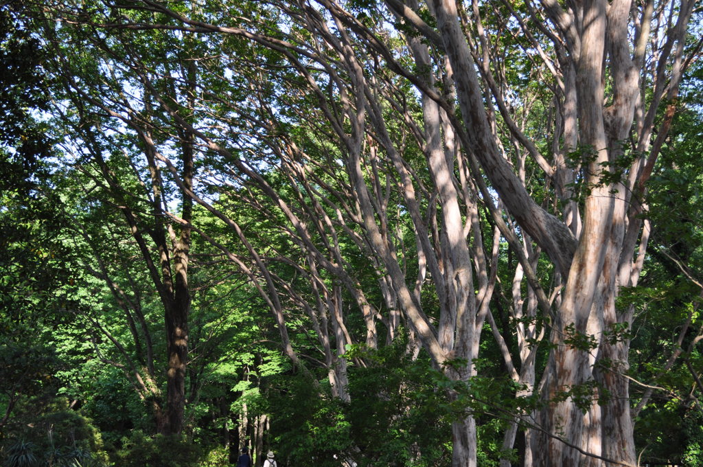 20180505_神代植物公園0093