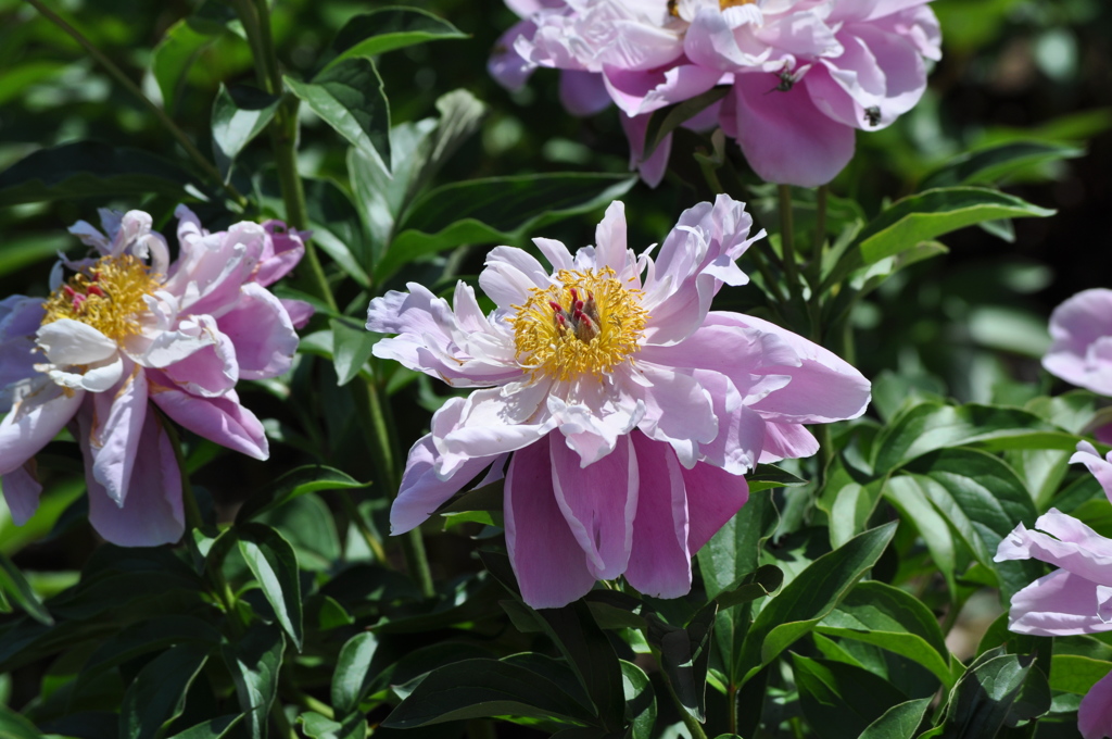 20180505_神代植物公園0020