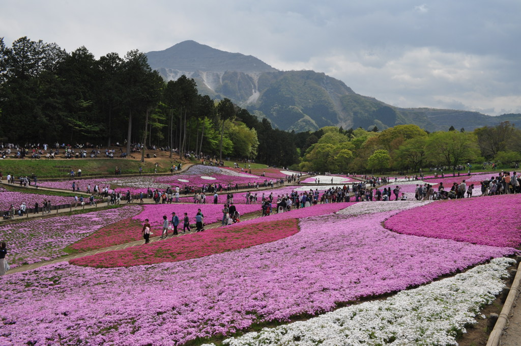 201704_羊山公園芝桜0010