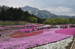 201704_羊山公園芝桜0010