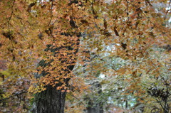 201612_平林寺_0032