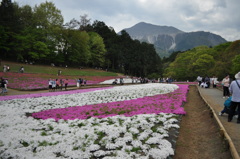 201704_羊山公園芝桜0043