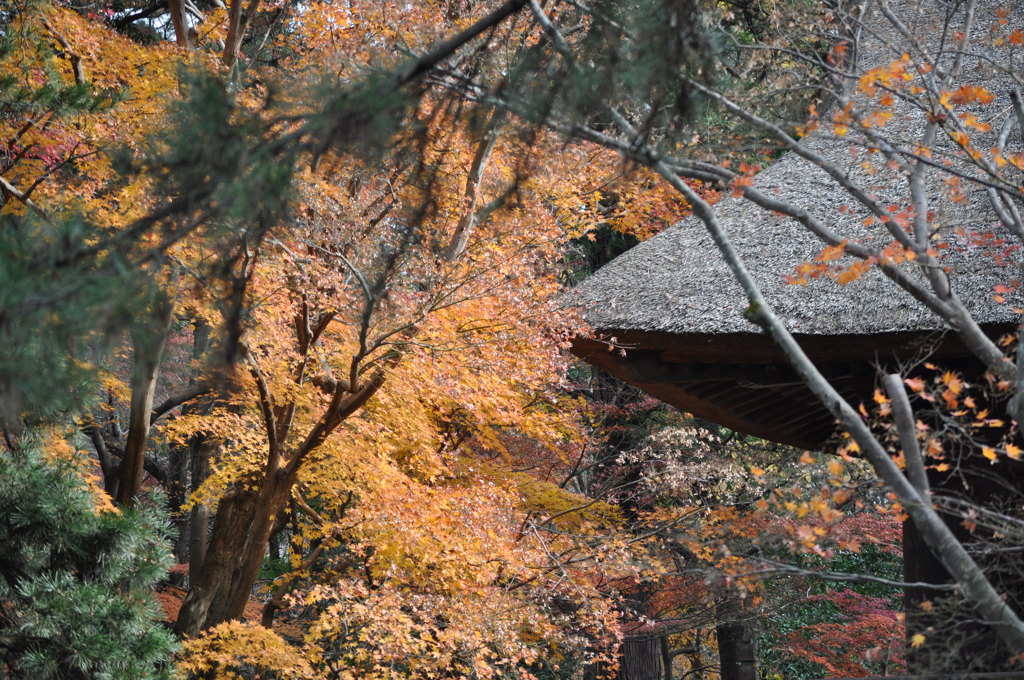 201612_平林寺_0292