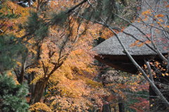 201612_平林寺_0292
