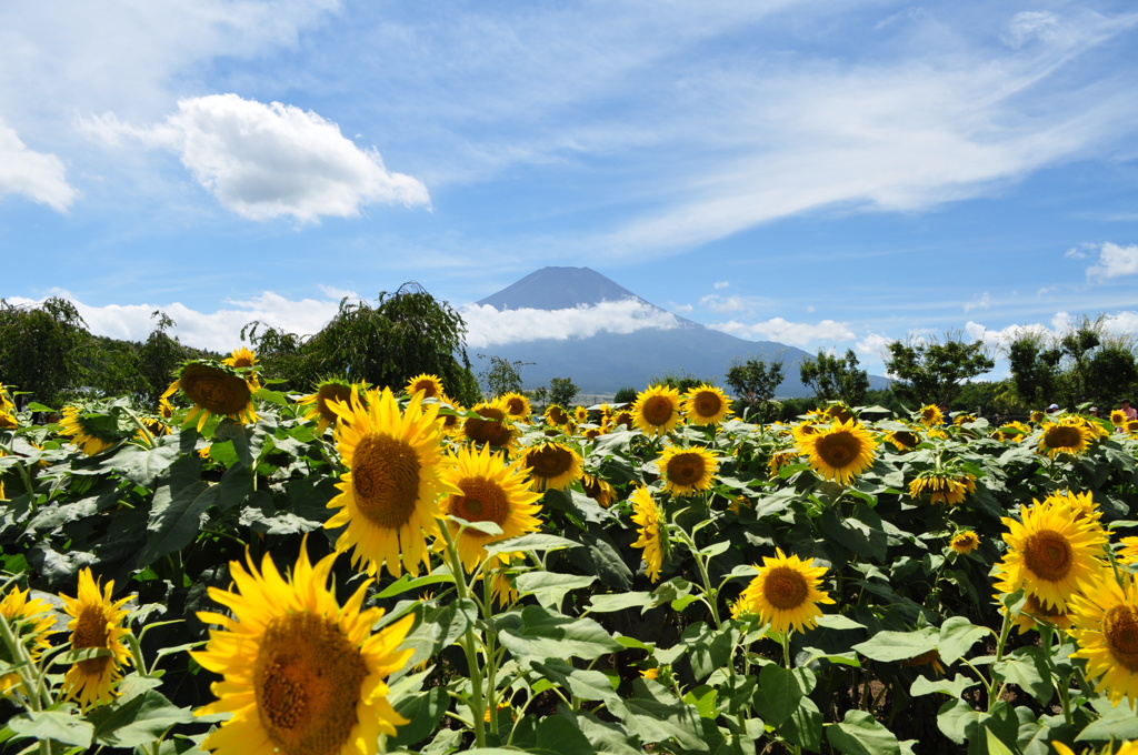 20180818_山中湖花の都公園_DSC_0564