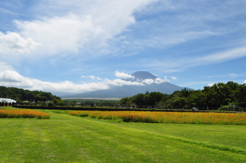 20180818_山中湖花の都公園_DSC_0546