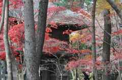 201612_平林寺_0046
