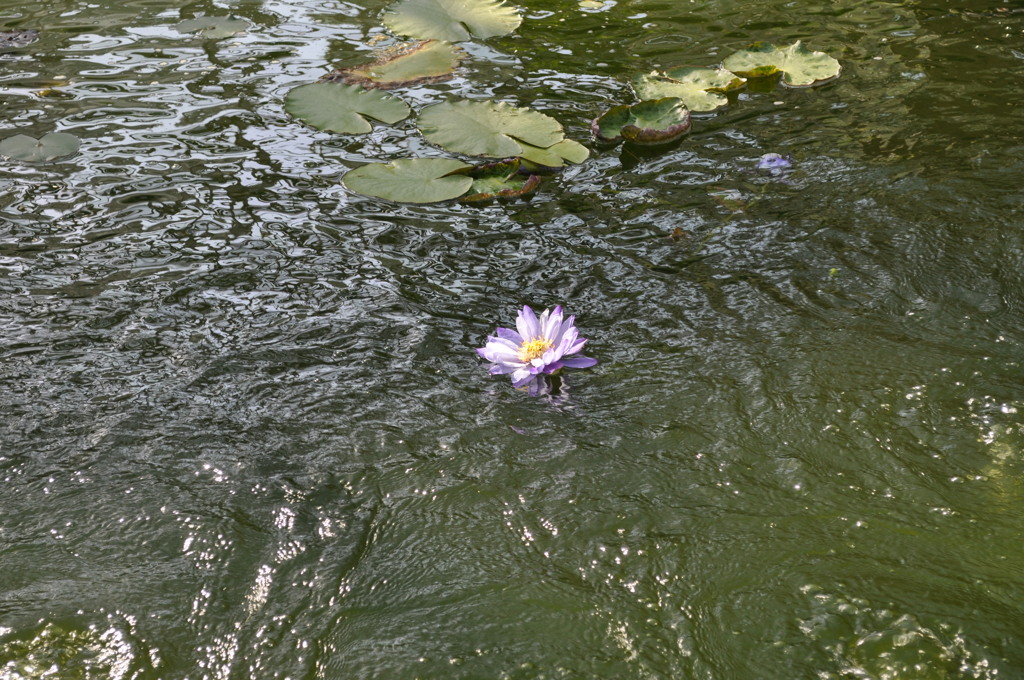 20180505_神代植物公園0112