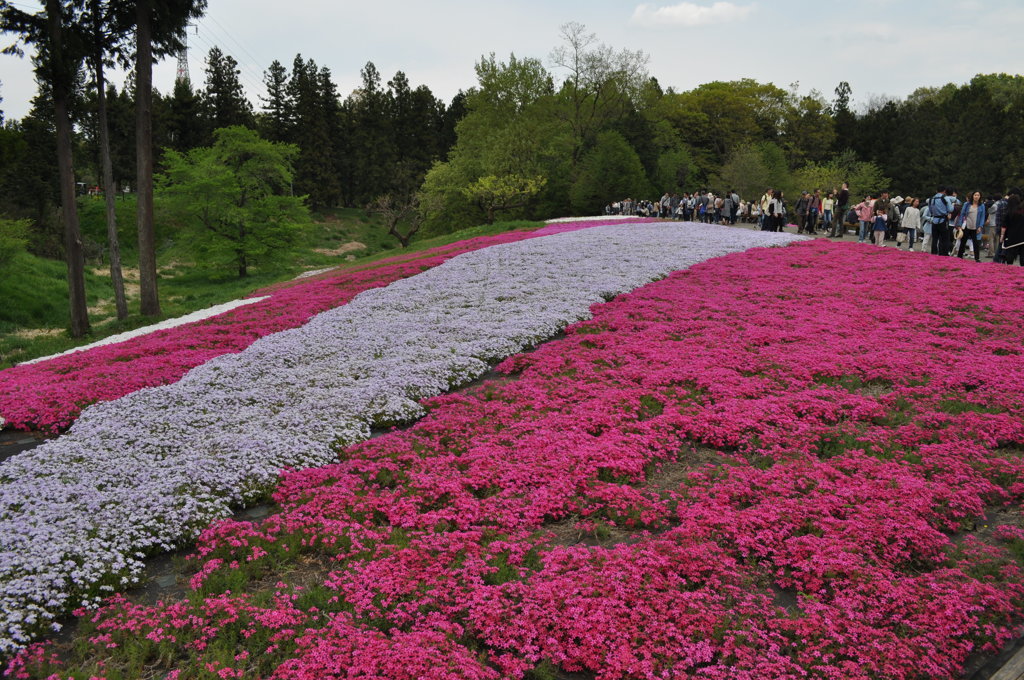 201704_羊山公園芝桜0003