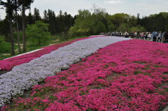 201704_羊山公園芝桜0003