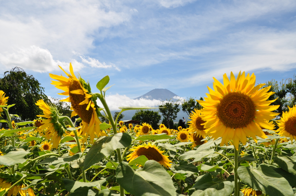20180818_山中湖花の都公園_DSC_0556