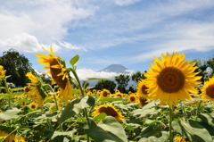 20180818_山中湖花の都公園_DSC_0556