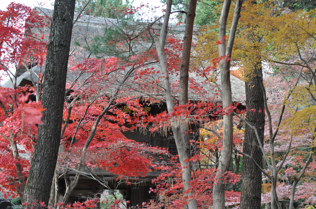 201612_平林寺_0047