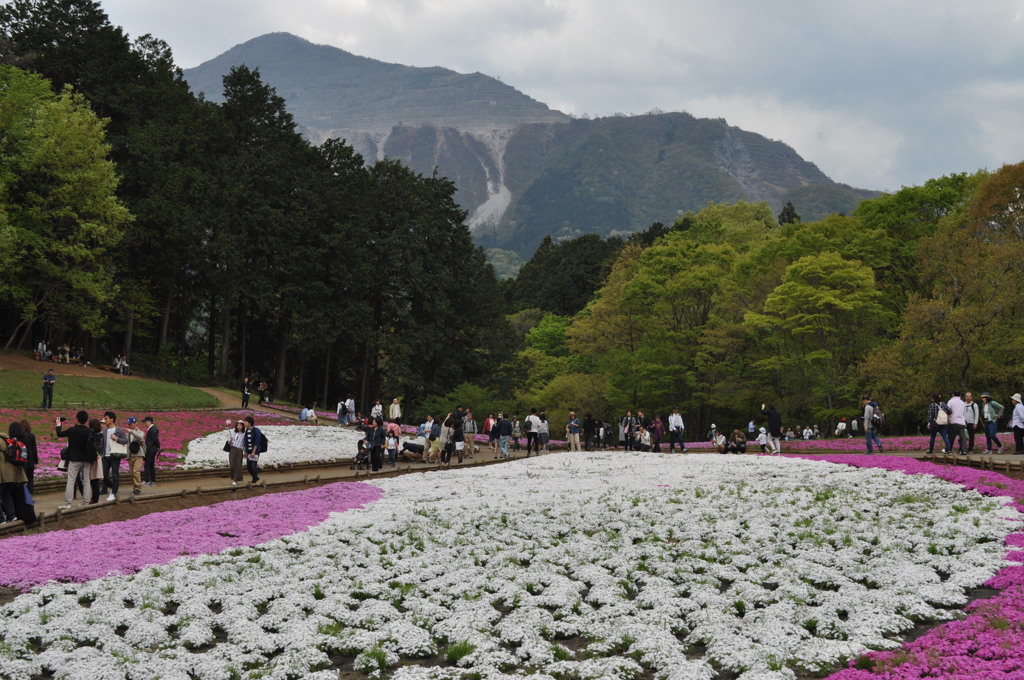 201704_羊山公園芝桜0045