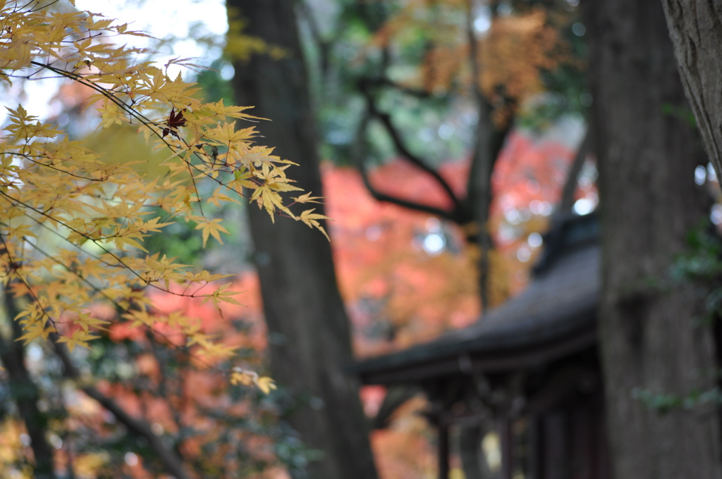 201612_平林寺_0298