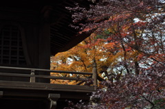 201612_平林寺_0279