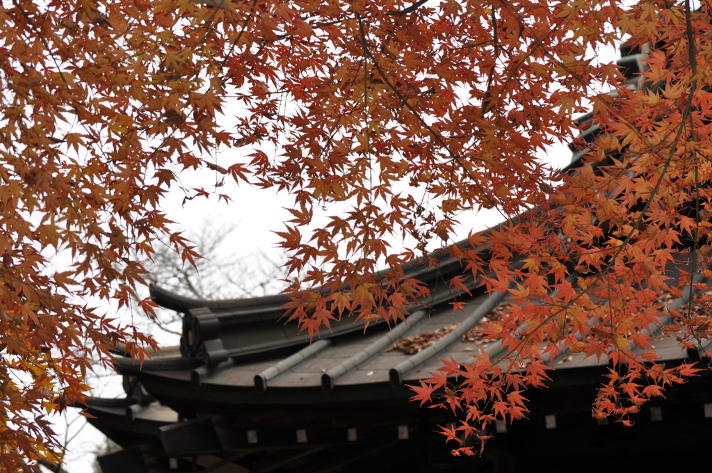 201612_平林寺_0307