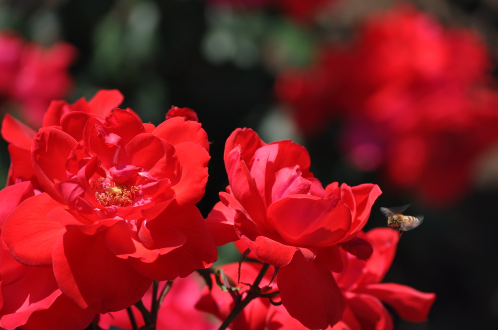 20180505_神代植物公園0058