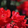20180505_神代植物公園0058